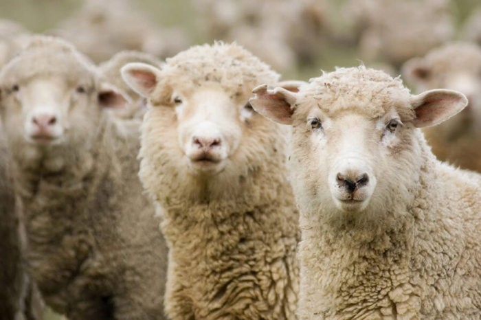 Домашние овцы