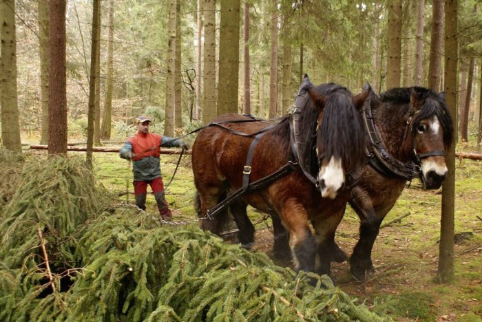 Рабочие лошади в лесу на работе