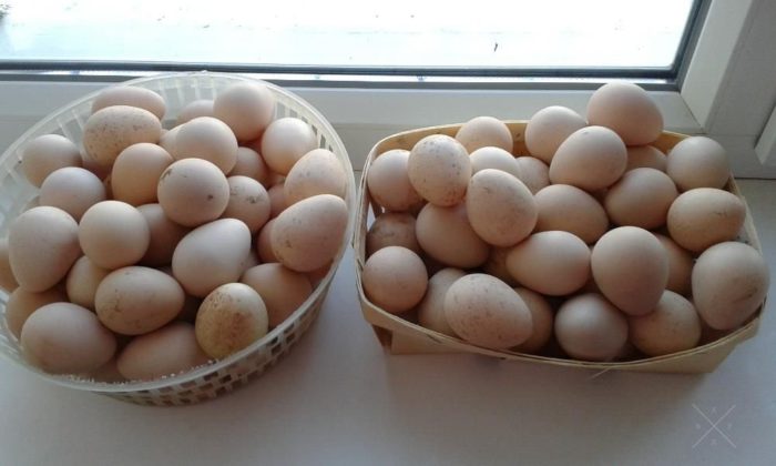 Яйца голошейных кур