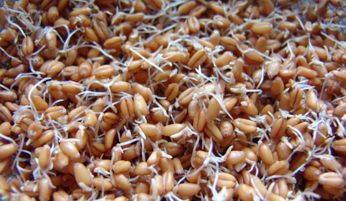 Пророщенное зерно – источник витаминов