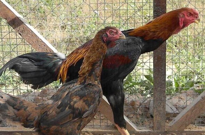 Малайская бойцовая порода кур