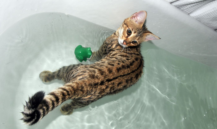 Кошка саванна играет в воде