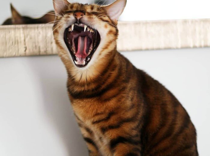 Тщательно следите за состоянием зубов домашнего тигра
