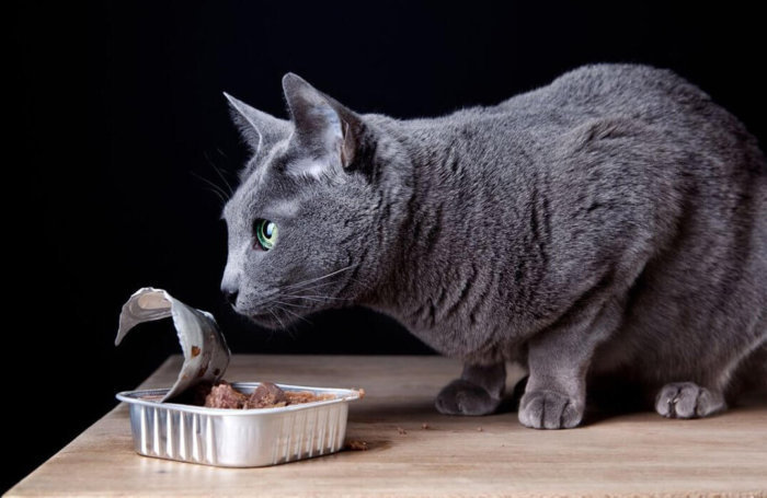 Питание кошки должно быть правильно сбалансировано