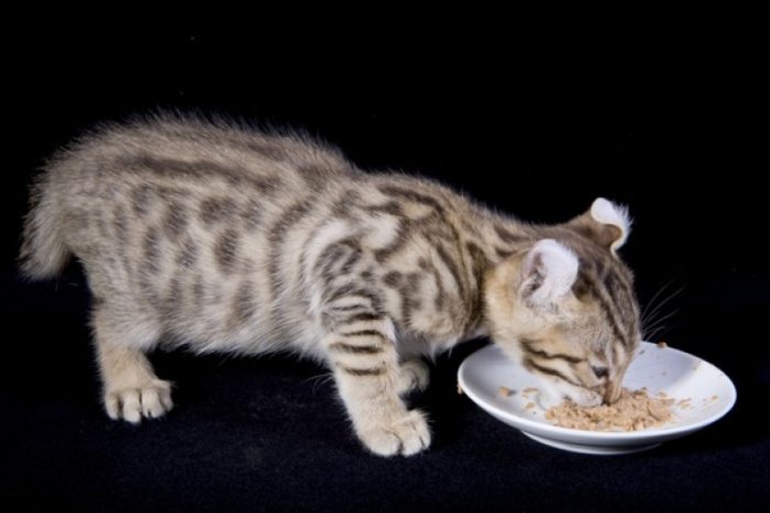 Котят кормят 4 раза в сутки