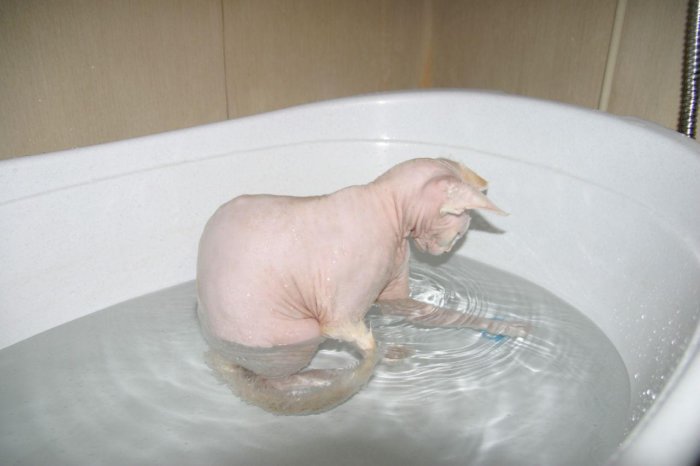 Канадский сфинкс купается в ванной