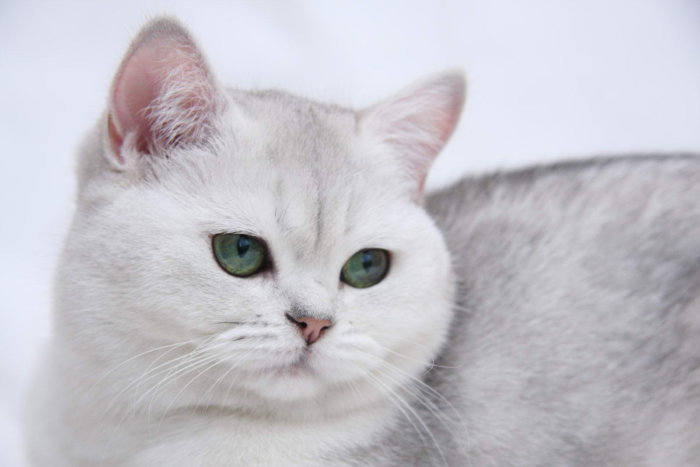 Порода кошек британская короткошерстная