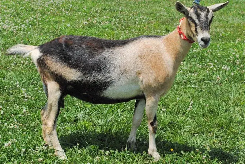 90+ фото альпийской козы, описание породы, новые интересные факты