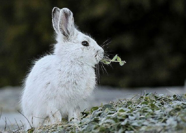 Заяц делает запасы на зиму или нет