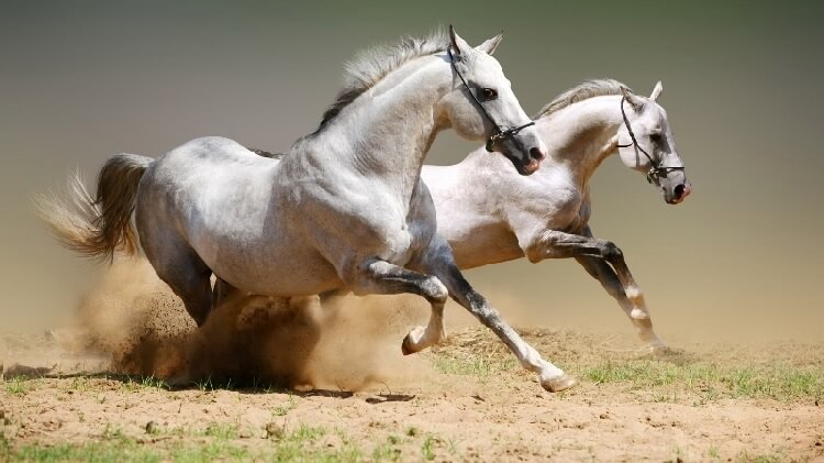Как можно увеличить быстроту лошади